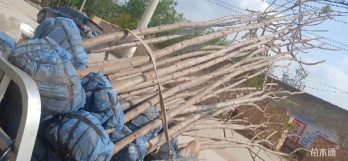 6公分火炬树