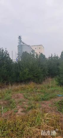 高度400厘米白皮松