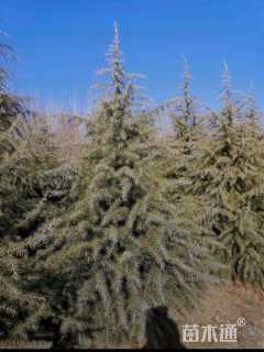 高度400厘米雪松