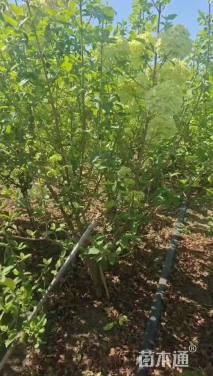 高度150厘米中华木绣球