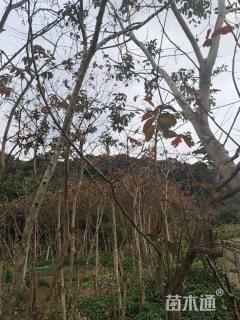 10公分大叶紫薇