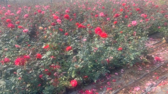 高度30厘米大花香水月季