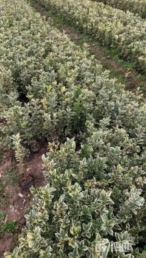 高度45厘米金边黄杨