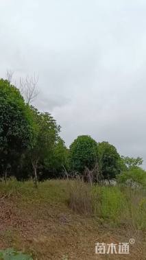 15公分桂花