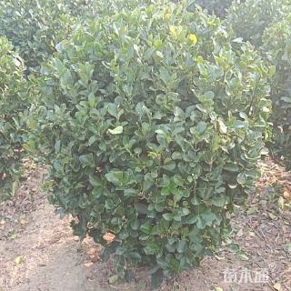 冠幅80厘米大叶黄杨球