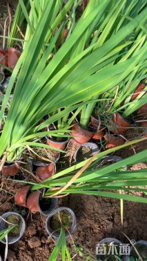 高度20厘米西伯利亚鸢尾