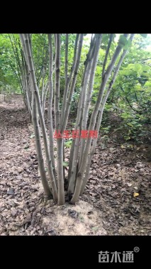 8.1公分巨紫荆