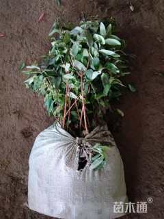 容器苗安酷杜鹃