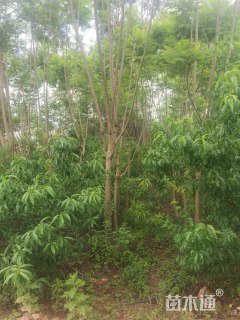 8公分蓝花楹
