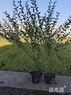 高度40厘米银姬小蜡