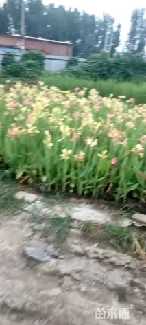 高度1厘米水生美人蕉