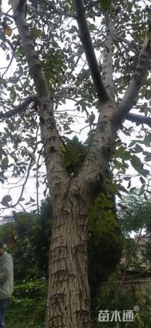 高度3000厘米核桃