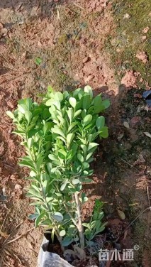 高度50厘米瓜子黄杨