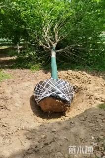12公分元宝枫