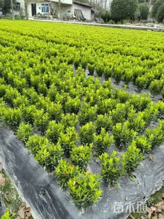 高度30厘米小叶黄杨