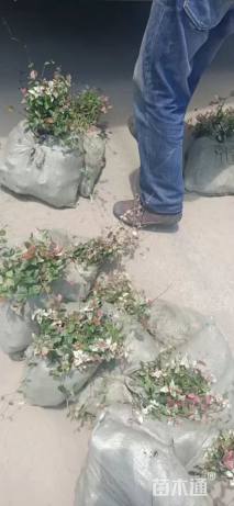 20厘米花叶络石