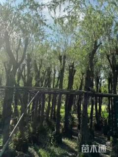 12公分红千层