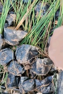 高度60厘米灯心草