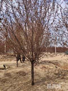 12公分绚丽海棠