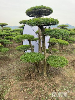 10公分白蜡