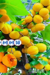 高度100厘米樱桃小苗