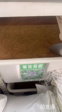 苜蓿种子