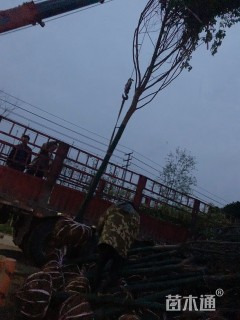 8公分榉树