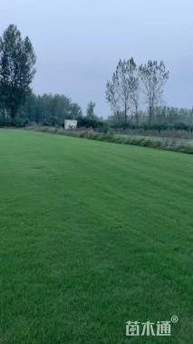 草卷状百慕大草