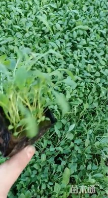 高度20厘米美丽月见草