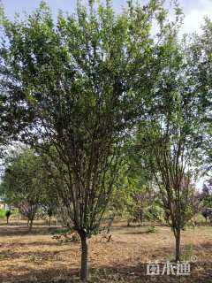 14公分西府海棠