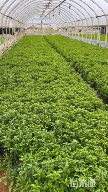 高度30厘米胡椒木