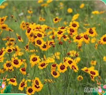 高度30厘米菊花