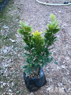 高度25厘米米兰