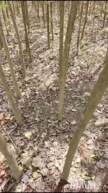 3公分大叶女贞
