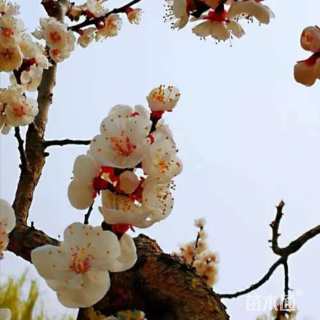 高度50厘米龙游梅