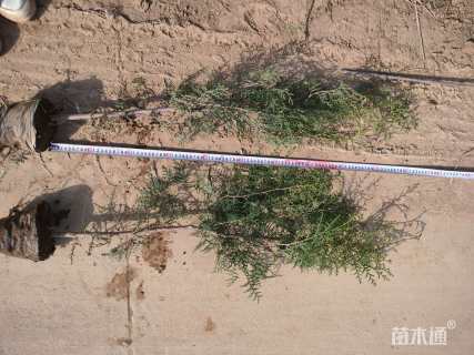 高度80厘米侧柏小苗