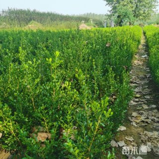 高度70厘米瓜子黄杨小苗