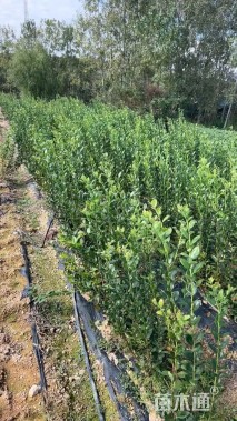 高度50厘米蓝莓