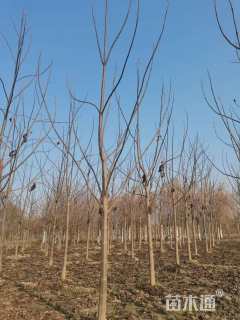 12公分紫花泡桐