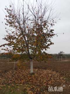 20公分染井吉野樱