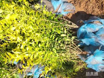 高度40厘米金叶女贞