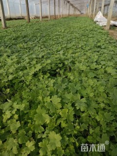 高度20厘米飞燕草