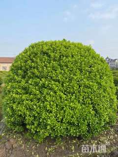 冠幅280厘米大叶黄杨球