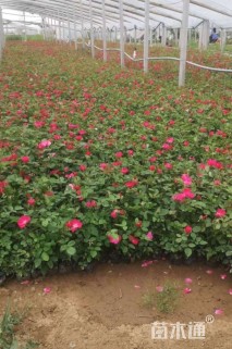 高度40厘米月季