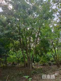 高度600厘米丛生元宝枫