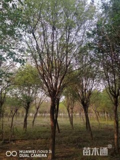 15公分暴马丁香
