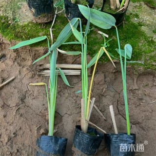 高度45厘米再力花