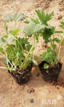 高度20厘米飞燕草