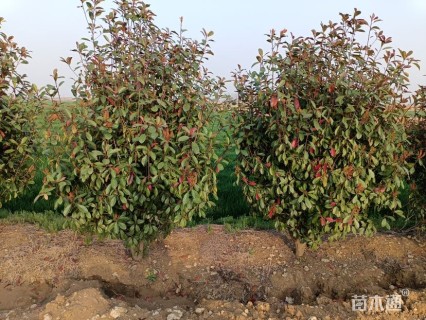 高度200厘米丛生红叶石楠