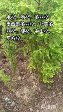 高度30厘米金森女贞小苗